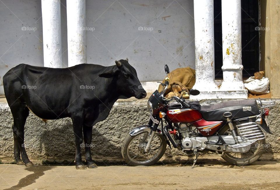 Bike vs cow