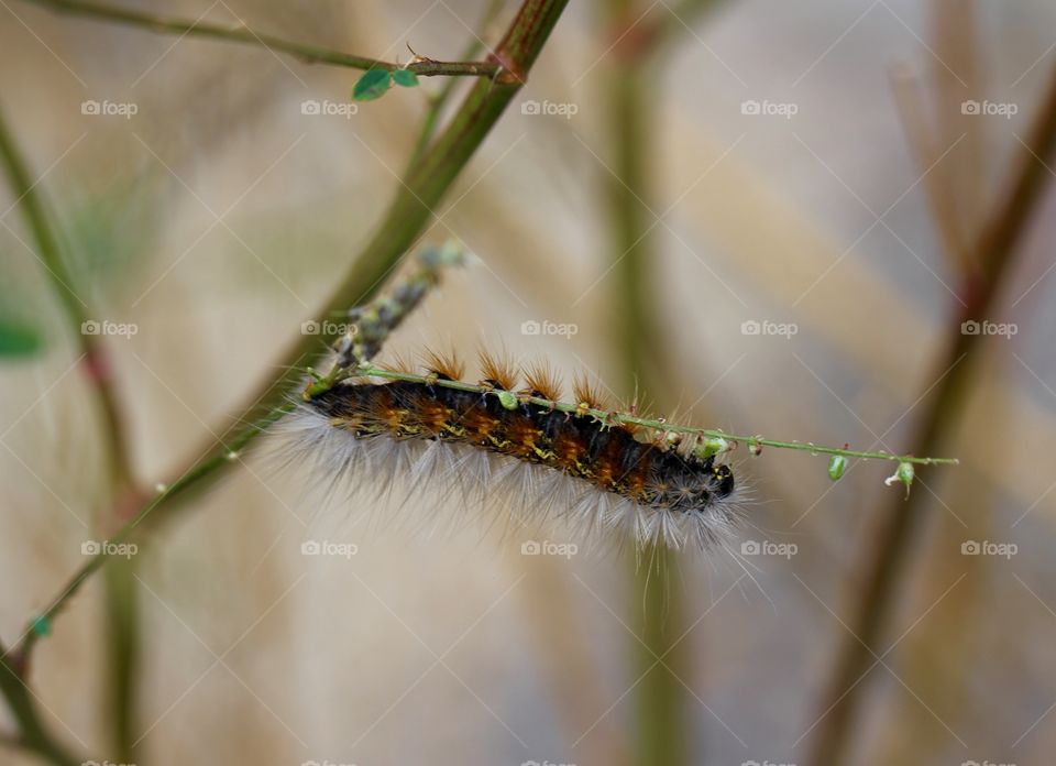 Orange & Black Caterpillar on Display 