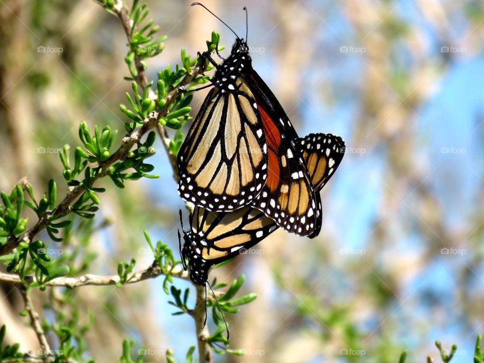 A pair of monarchs