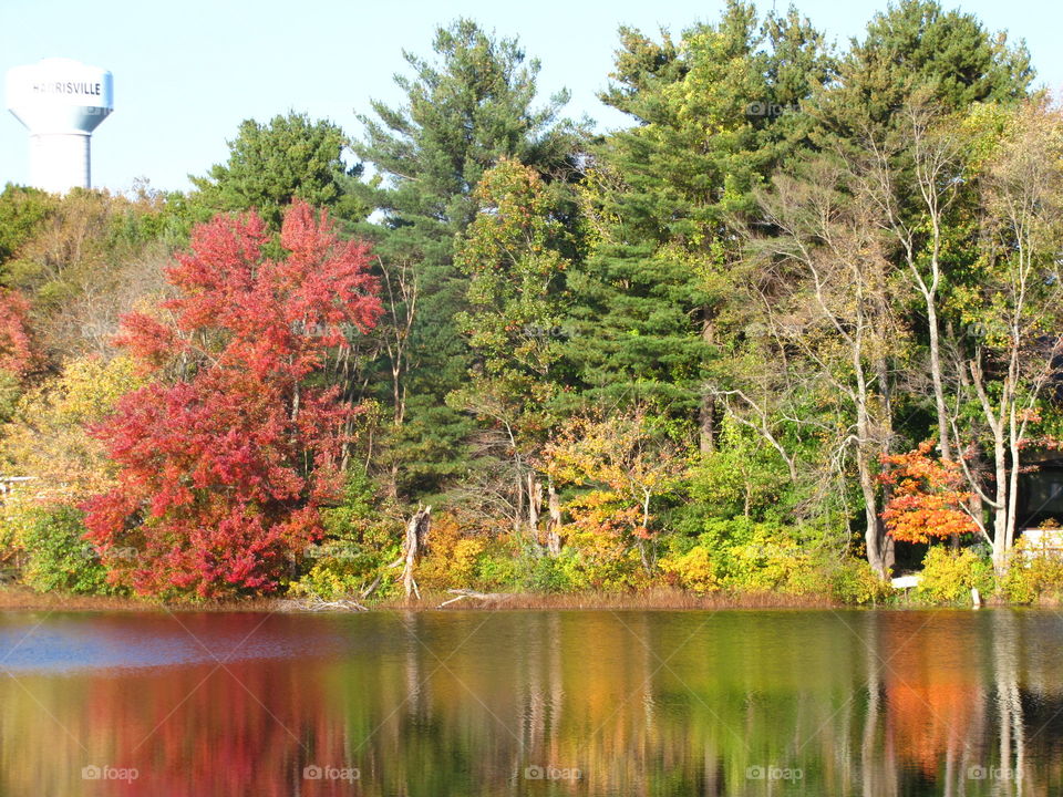 Fall, Nature, Tree, Wood, Water