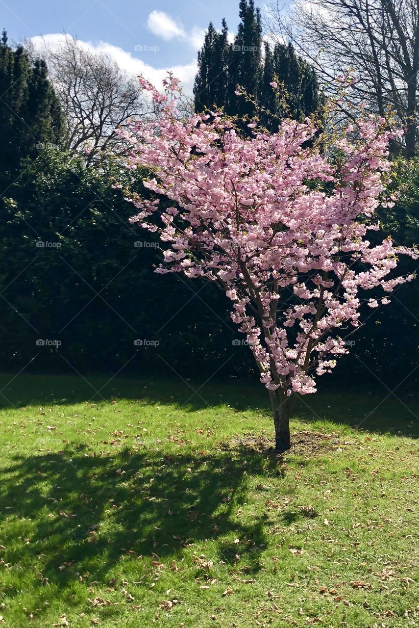 Cherry tre