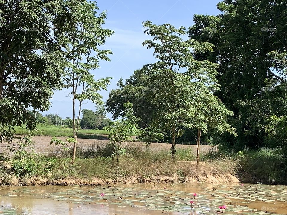 Good things come in my garden, Countryside (Thailand)