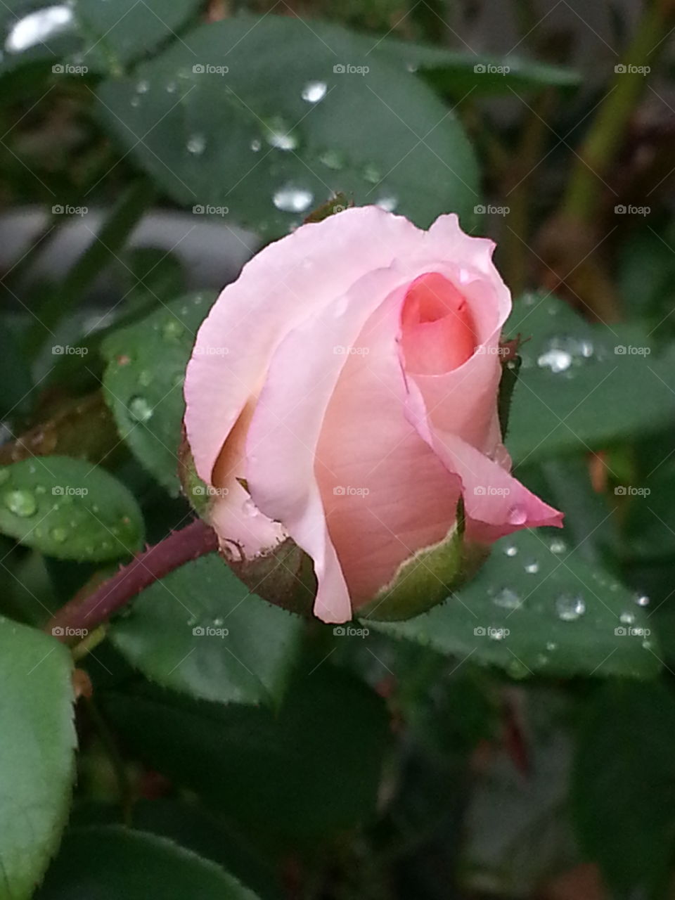 A pink rose