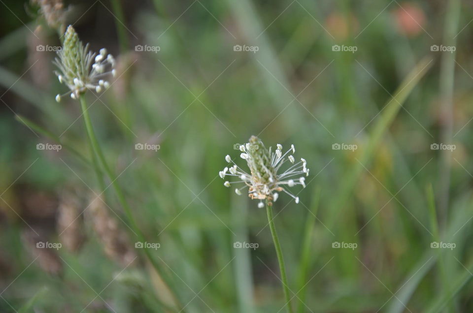 Nature, Grass, No Person, Summer, Flora