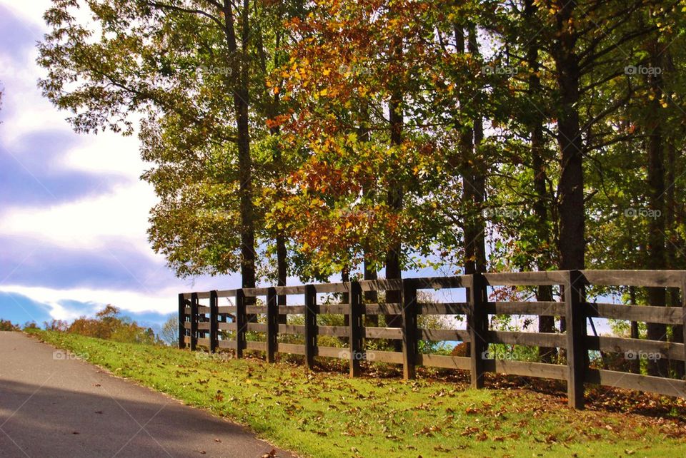 View of autumn trees