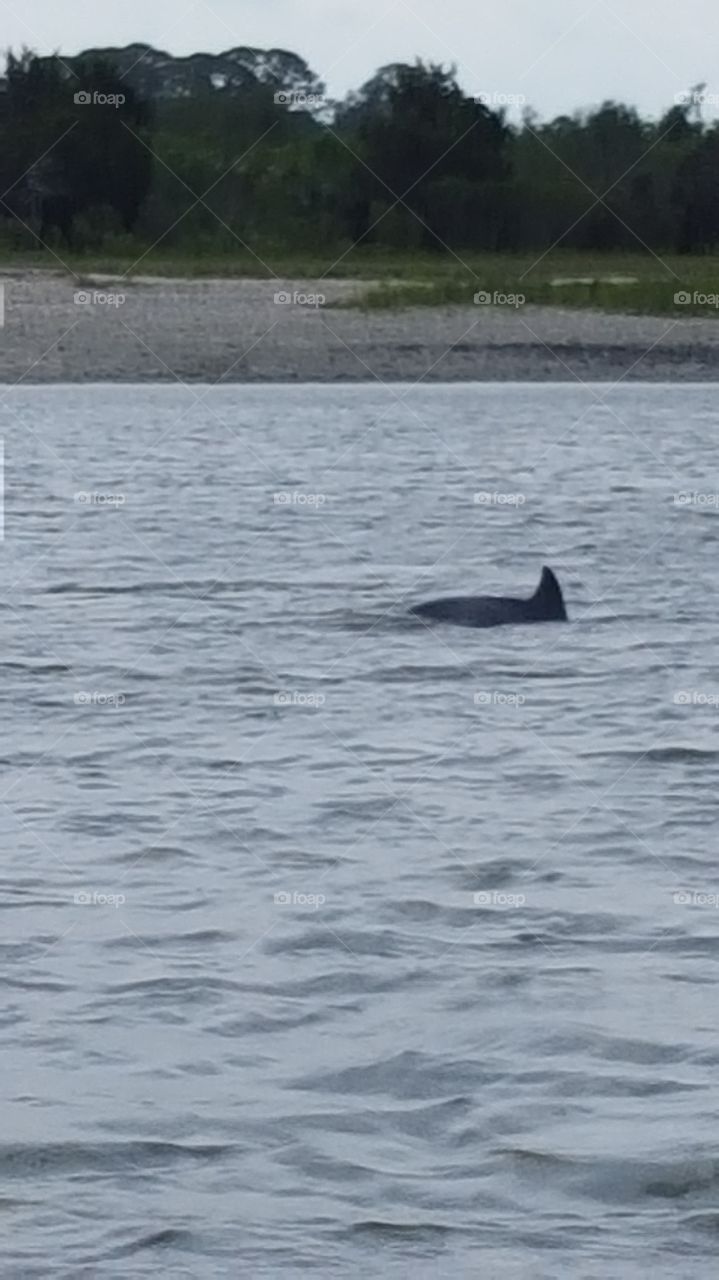 dolphin playing