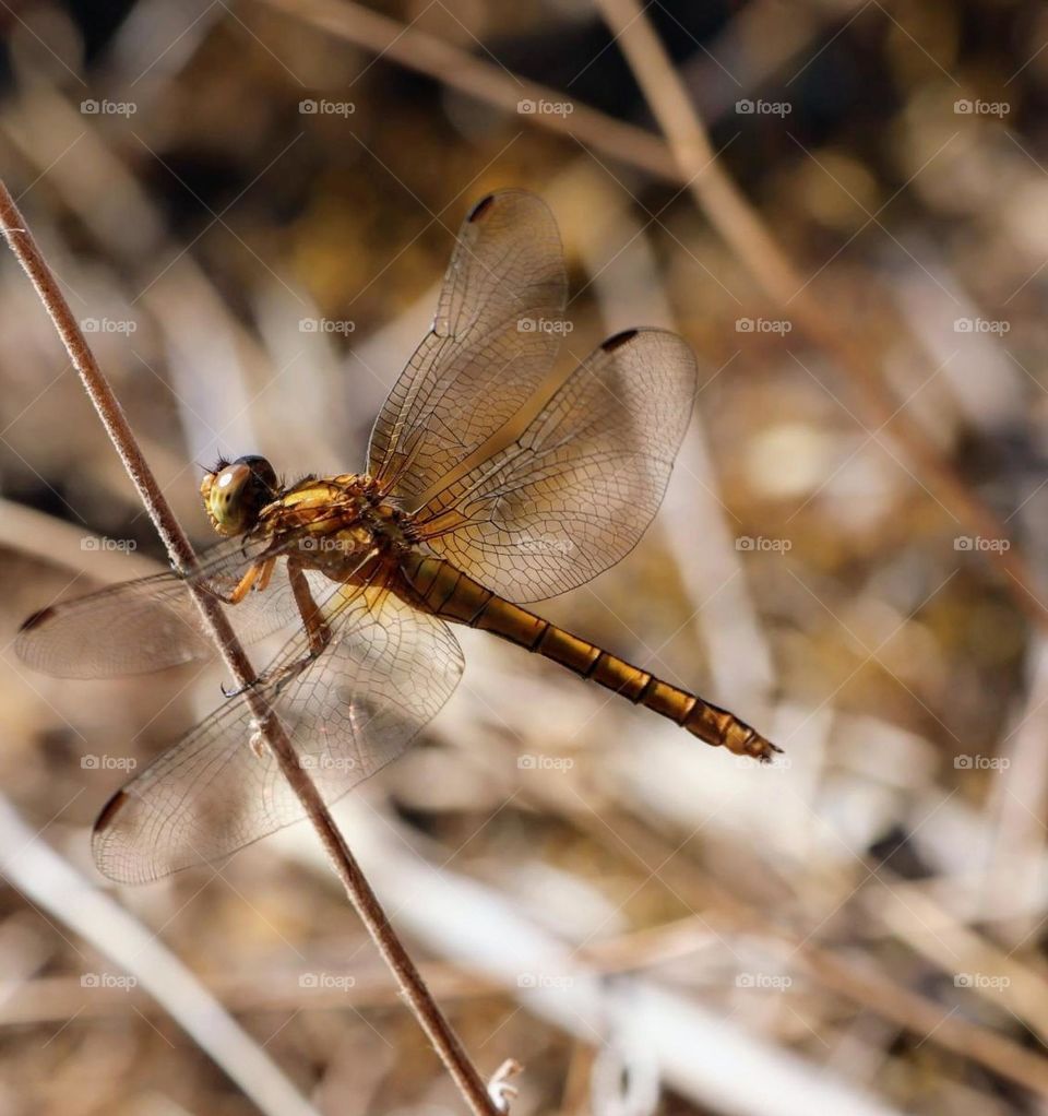 dragonfly