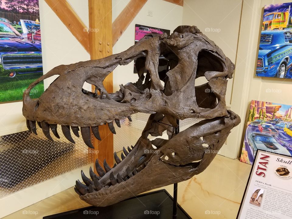 Dinosaur  skull fossil