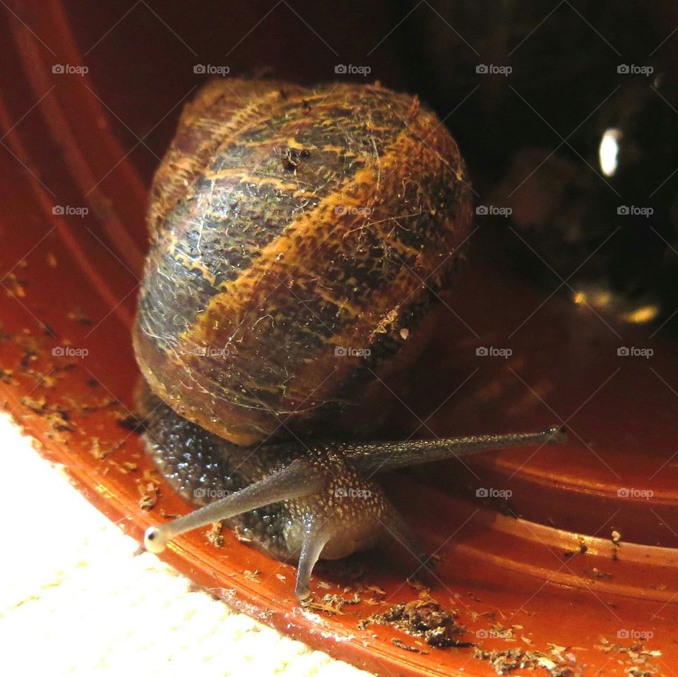 snail