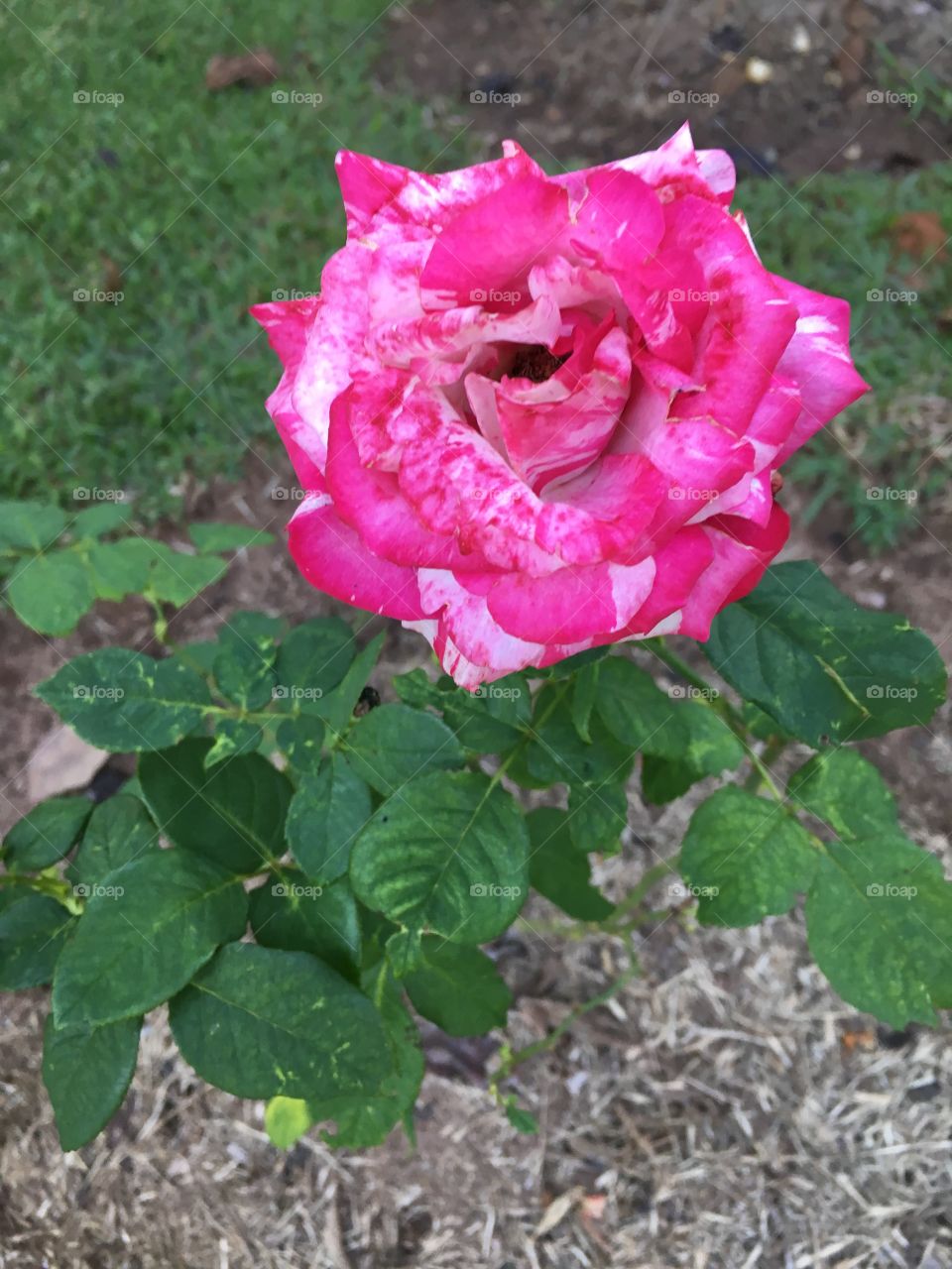 ‪🌺 A graça das #flores do nosso lar!‬
‪Porque #jardinagem é nosso hobby...‬