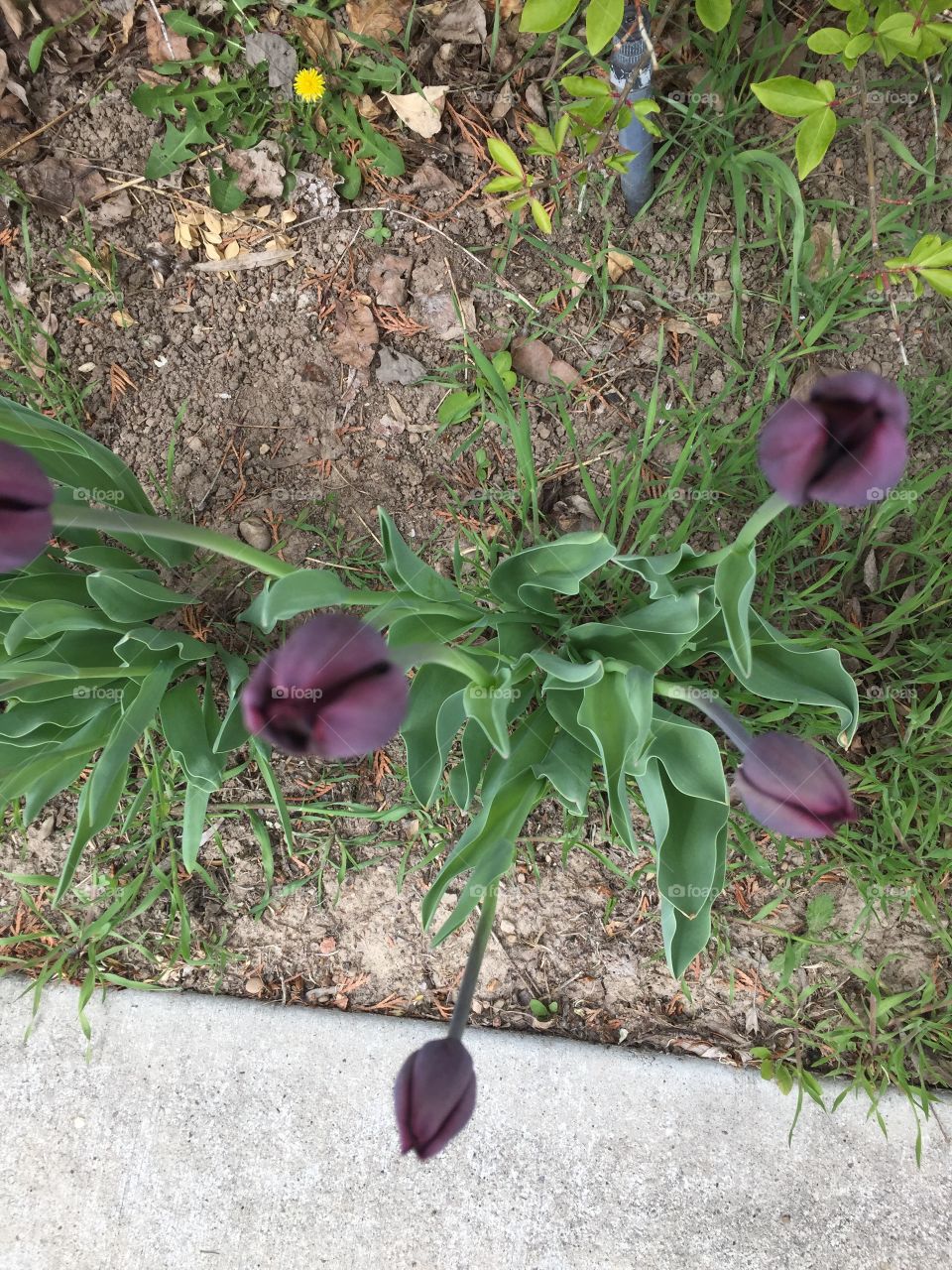 5 Tulips Blooming