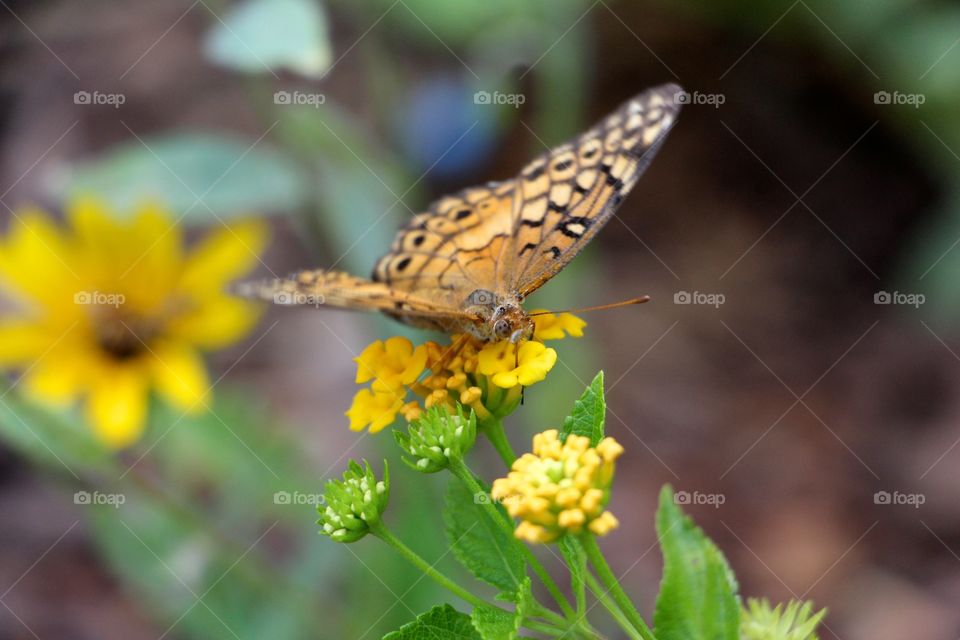 Garden butterfly