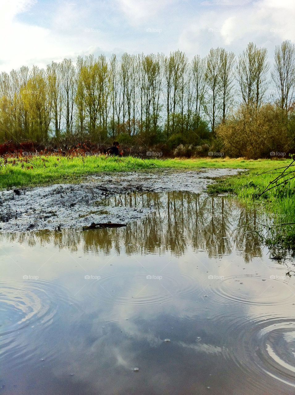 landscape trees weather rain by gadley