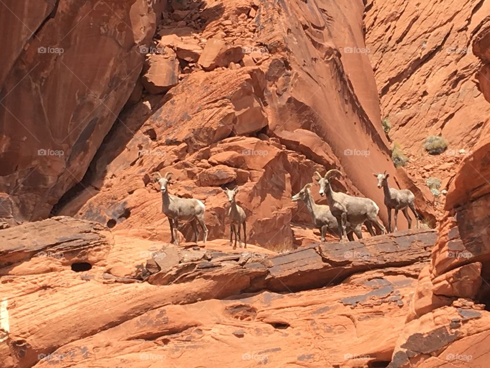 The bighorn will roam valley of fire year round in Valley of Fire.                                                                                                                      



















                                                                                                                                                                                                                                                                                       

               