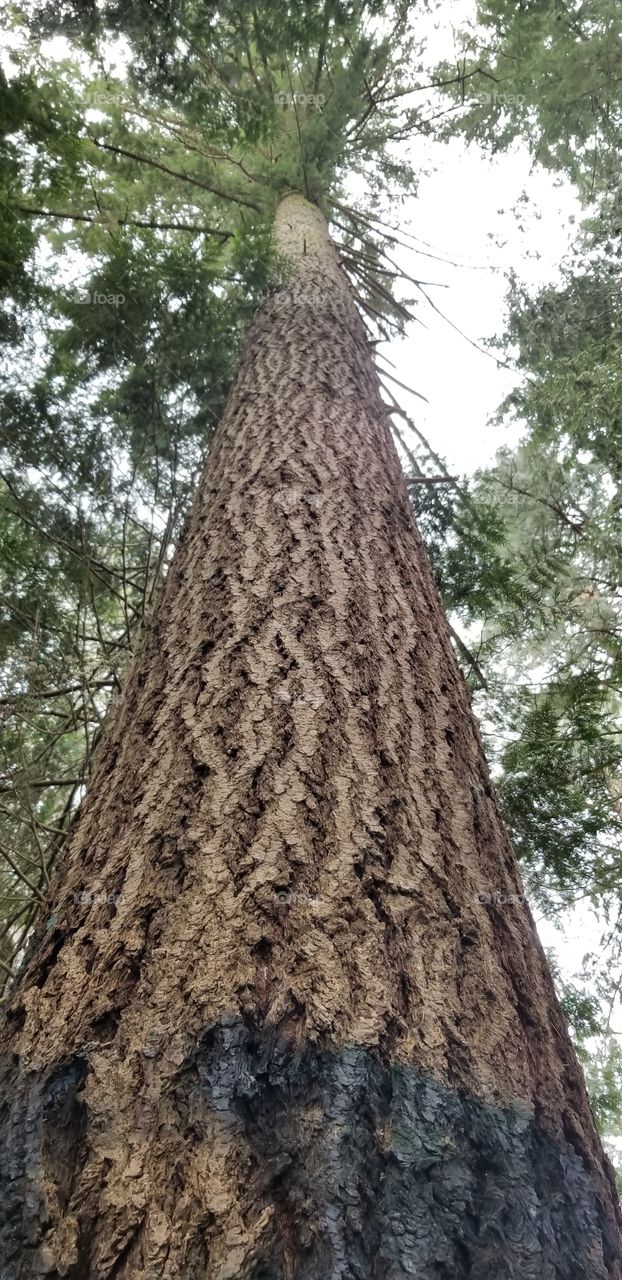 Looking Up to An Ancient Elder - Towering Tree Trunk