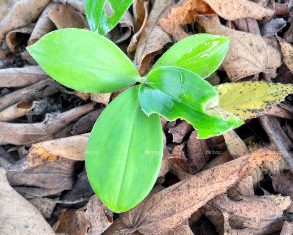 Green leaf on the ground