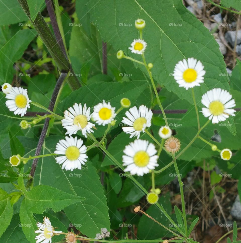 Pretty little weeds