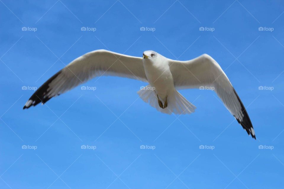 Bird, Seagulls, Nature, Flight, Wildlife