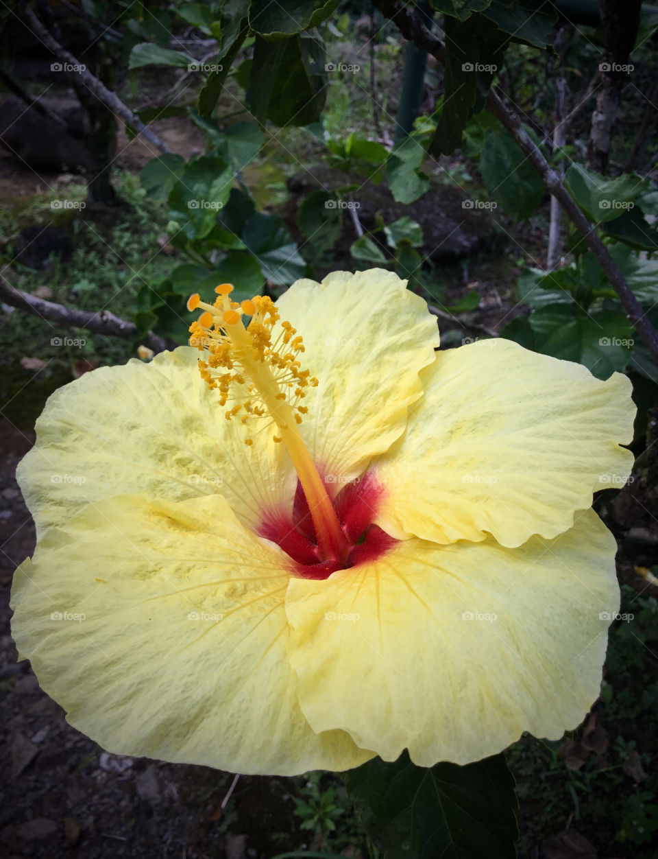 Yellow Hibiscus