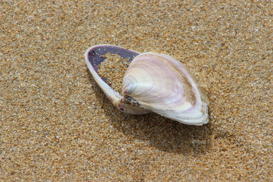 Seashell