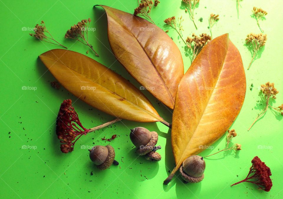 Autumn decoration on the green background.  Yellow leaves, dried flowers and acorns