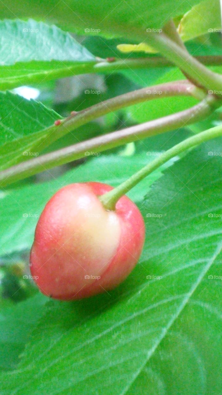 Leaf, Nature, No Person, Food, Fruit