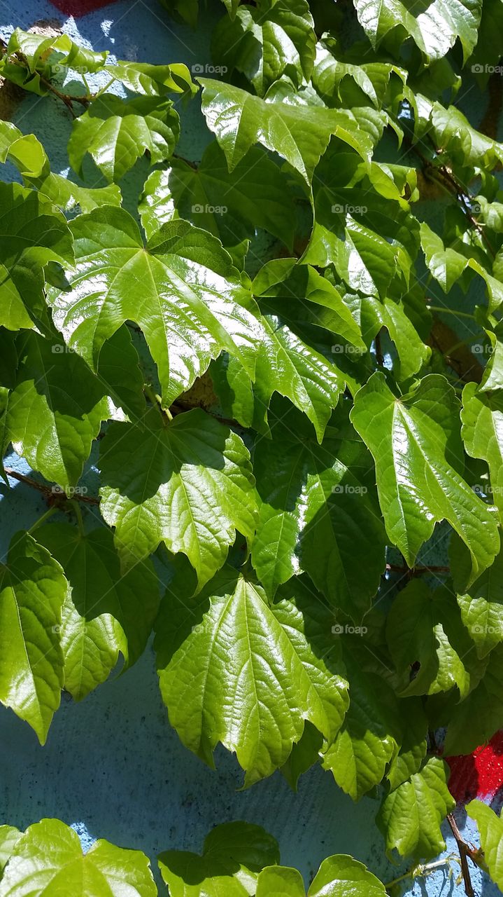 closeup of green vine leaves