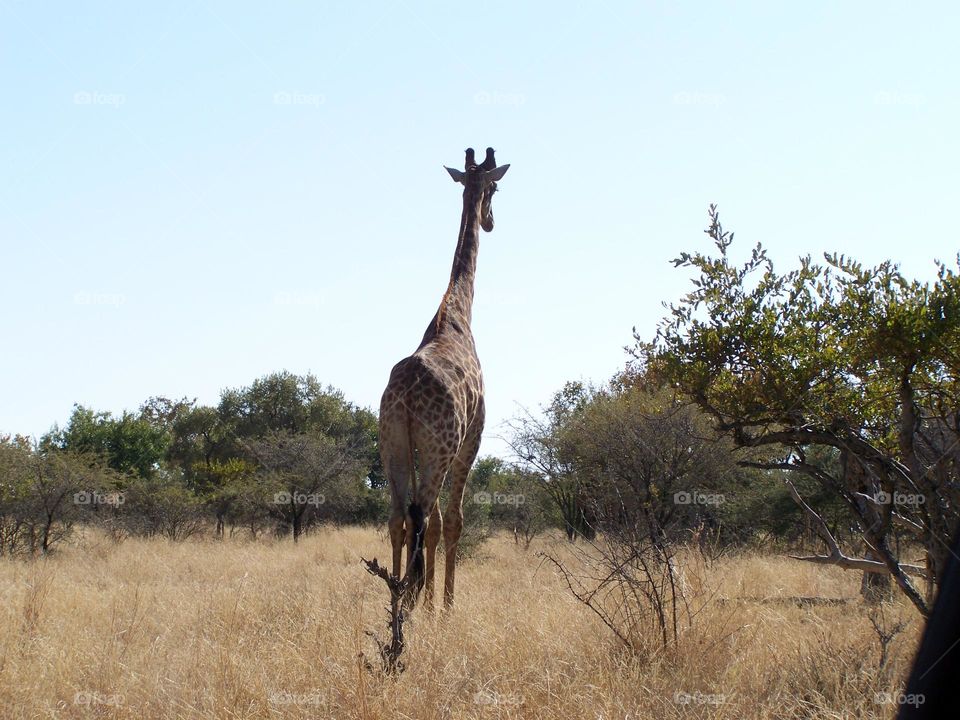 Girraffe walking away