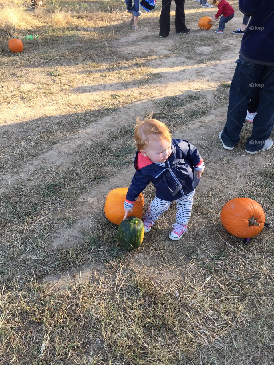 Pumpkin picker 