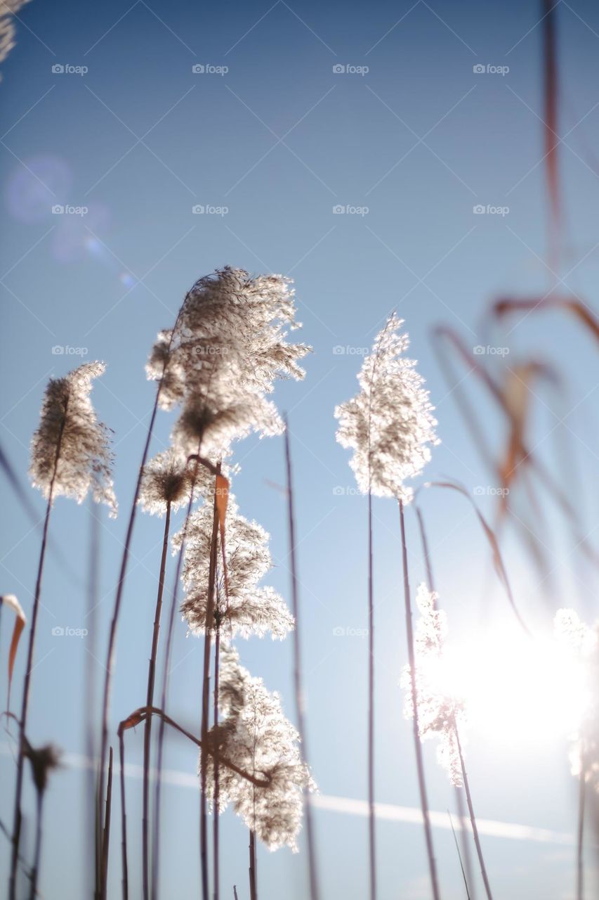 background image of reeds on the lake