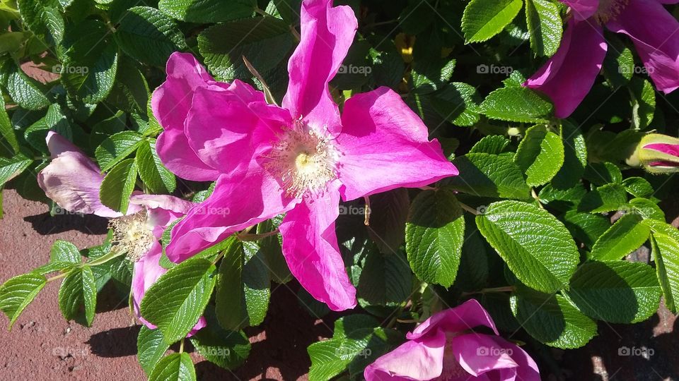 Breathtaking magenta flower blooming on a sunny day.