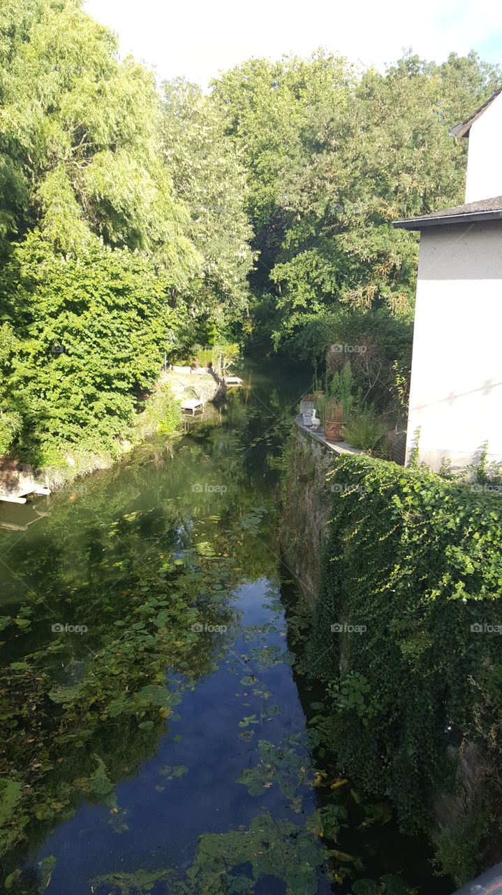 Water, No Person, Tree, Wood, River