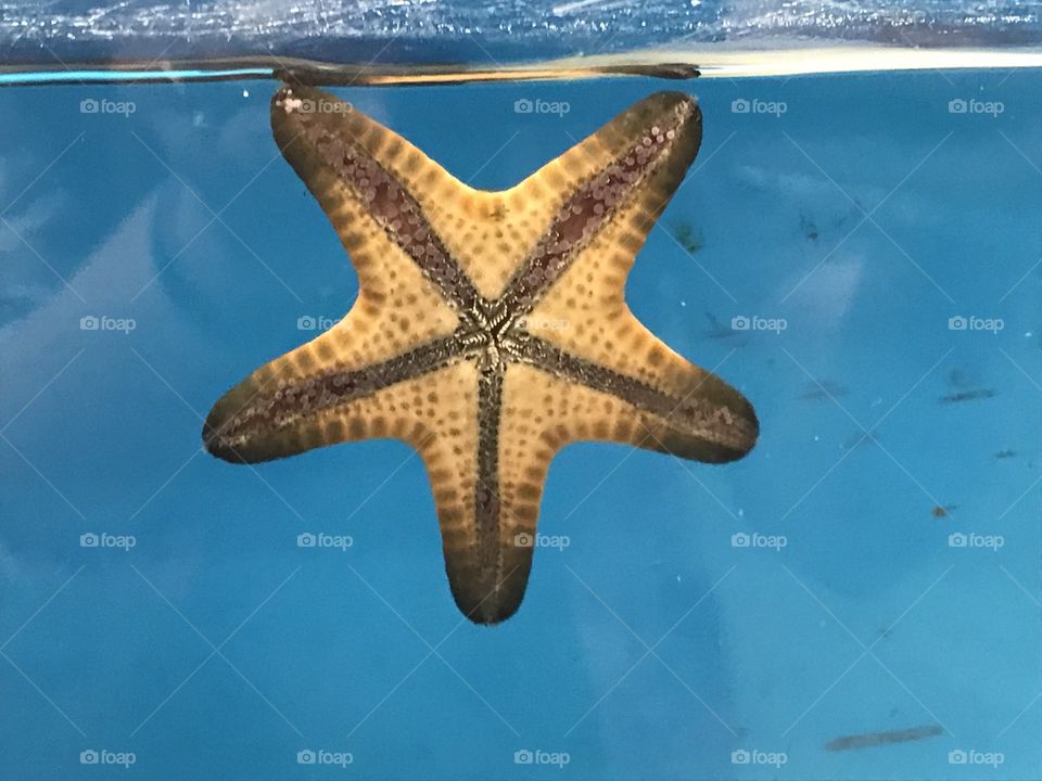 Starfish
