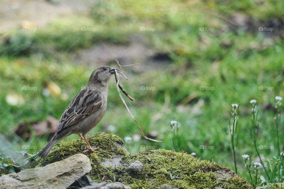 Female house sparrow nest building