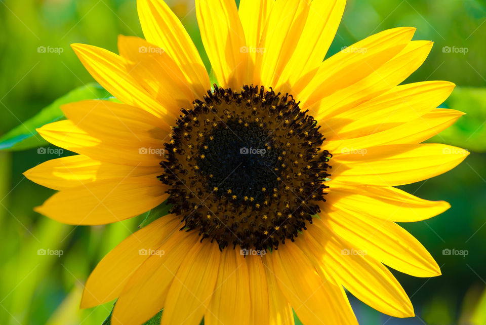 Close up photo of a sunflower in a beautiful sunny day.