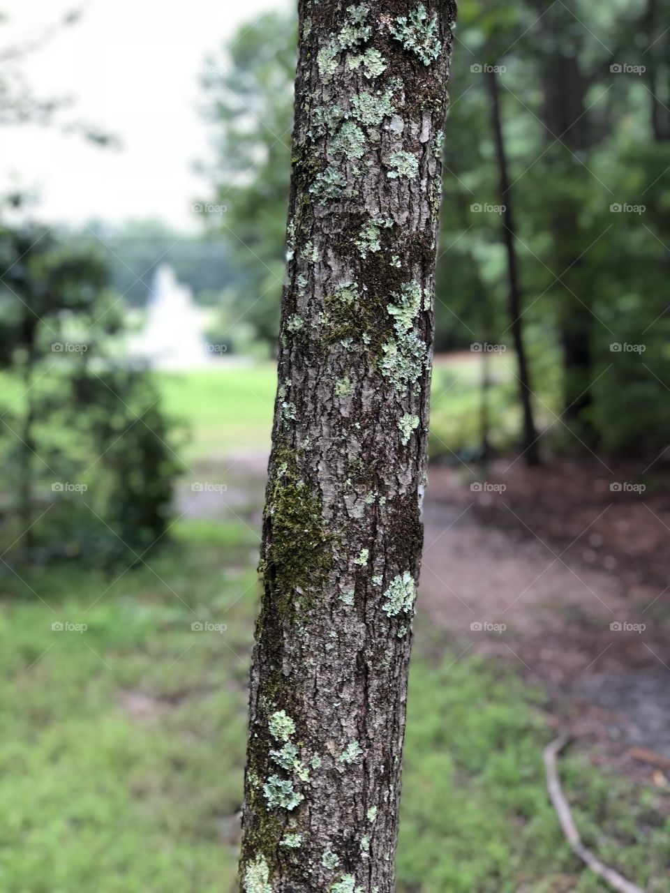 Beautiful tree in the forest near the lake. 