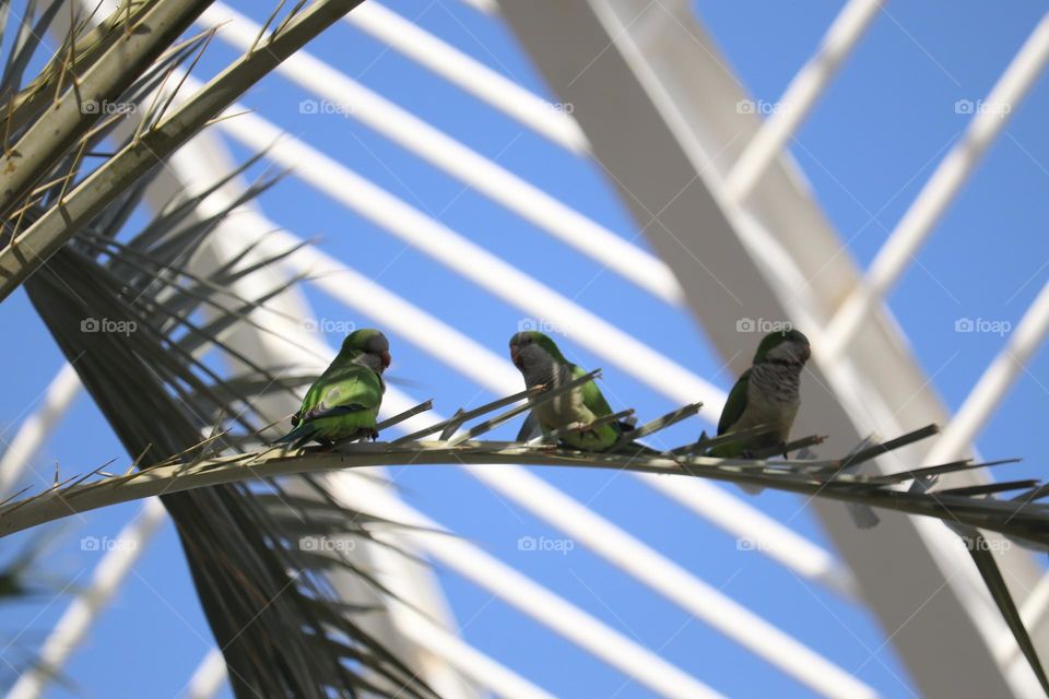 Green parrotes at the palm tree