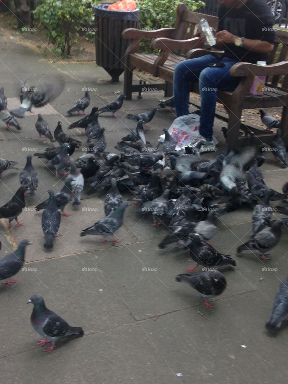 Pigeons of soho sq