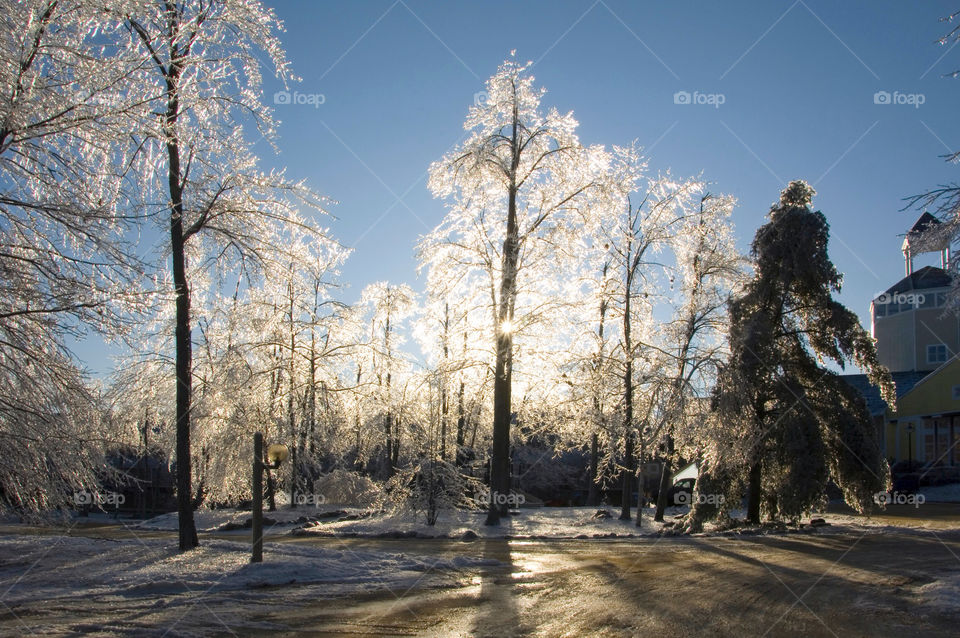 An ice encased landscape after an ice storm backlit by the morning sun