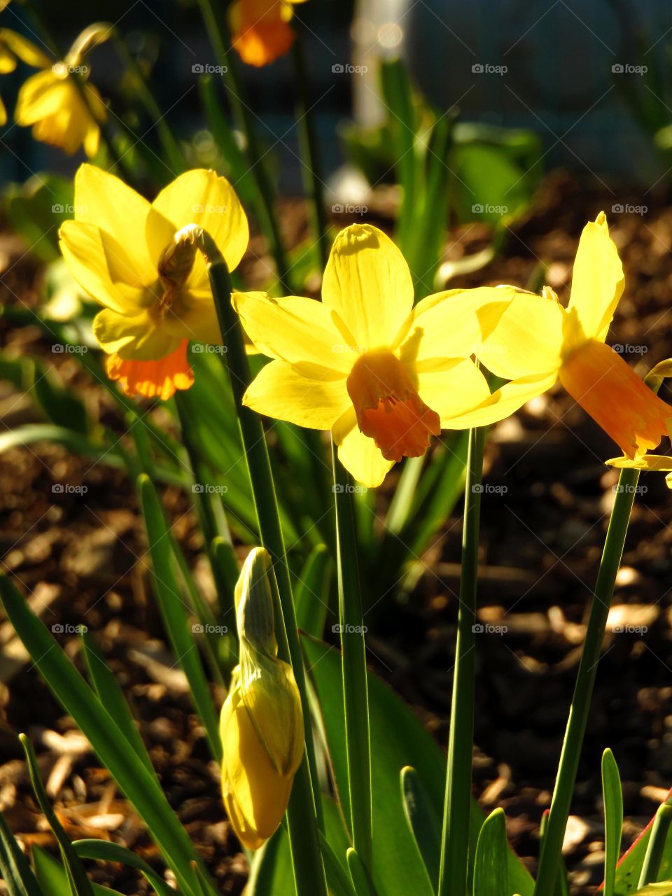 daffodils in sunlight