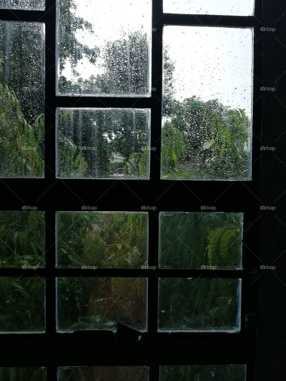 Tree rain drops window