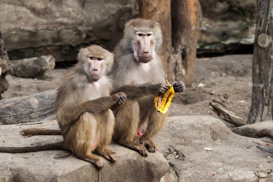 Monkeys 