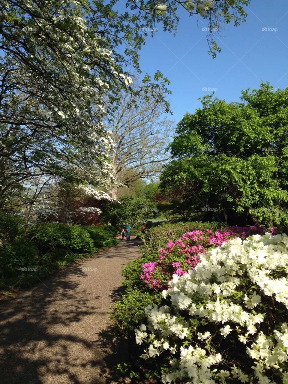 Wandering through the garden. 
