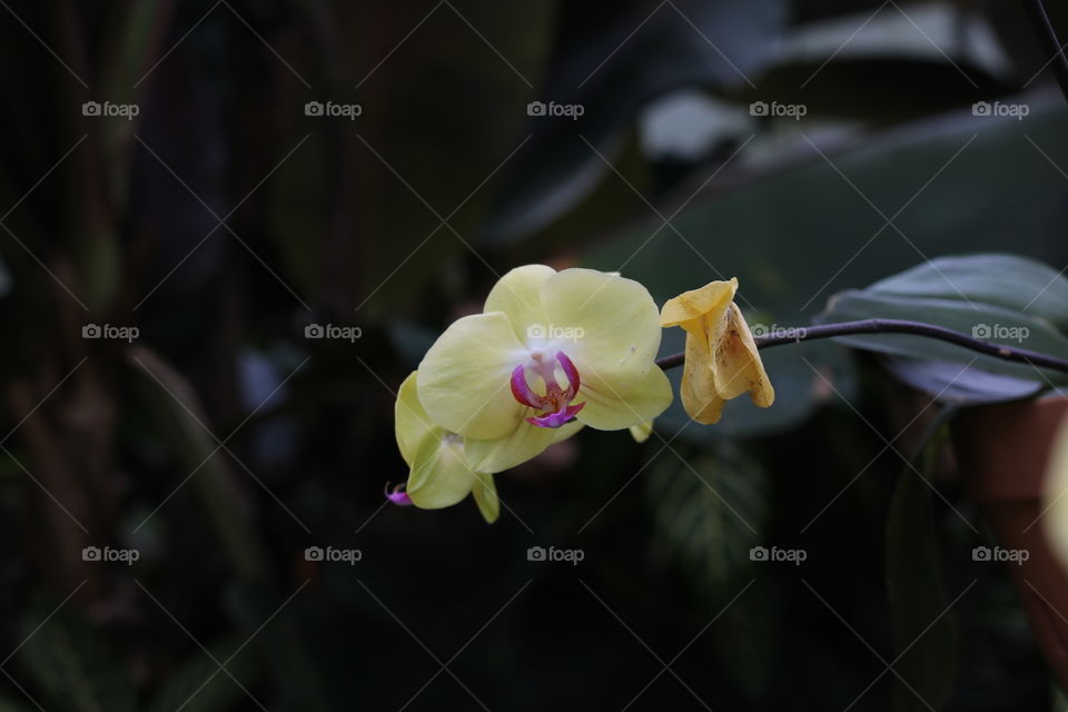 Yellow orchid