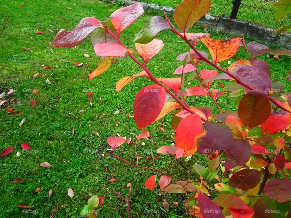 leaves