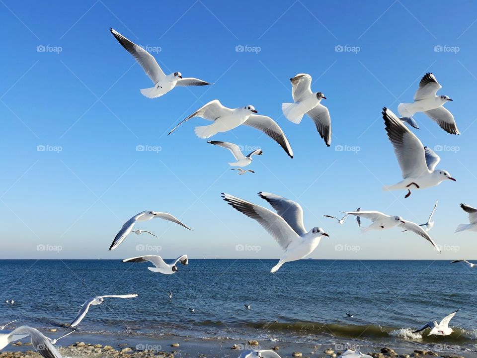 seabirds on the sea