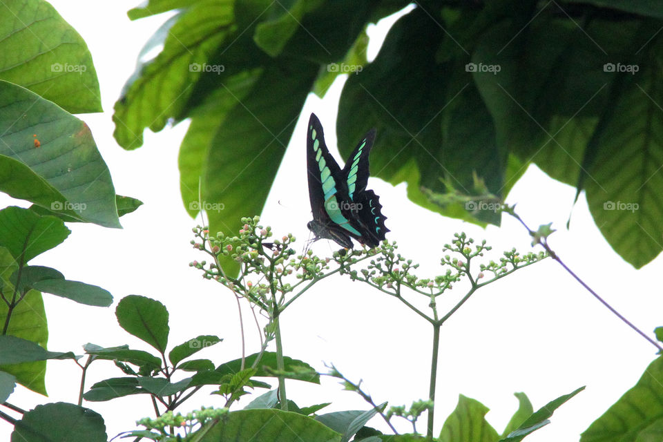 Wild butterfly. A wild butterfly in Shanghai, China.