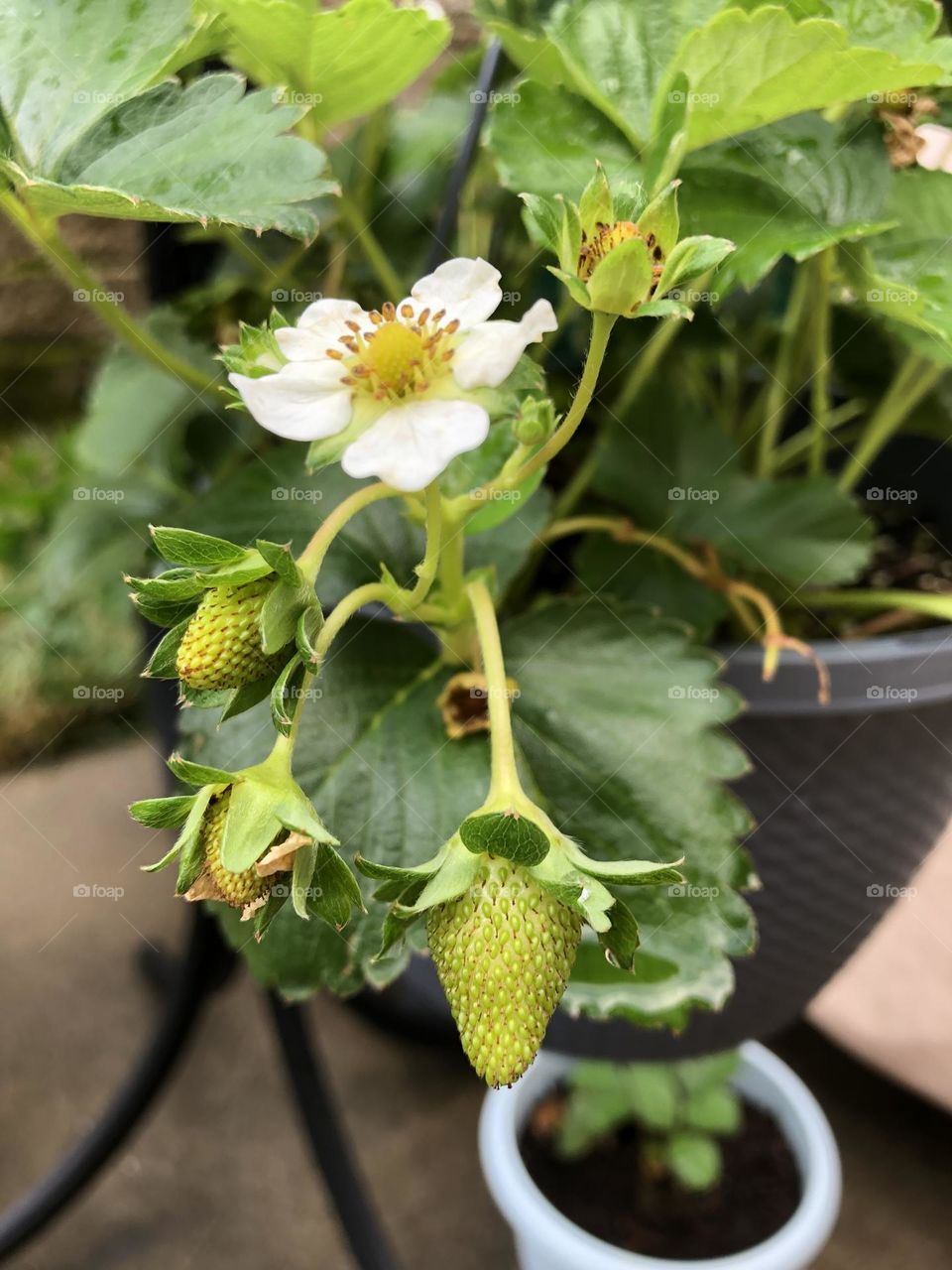 Strawberry grow bags