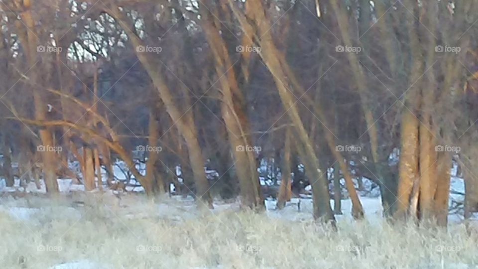 Landscape, Tree, Wood, Winter, Nature