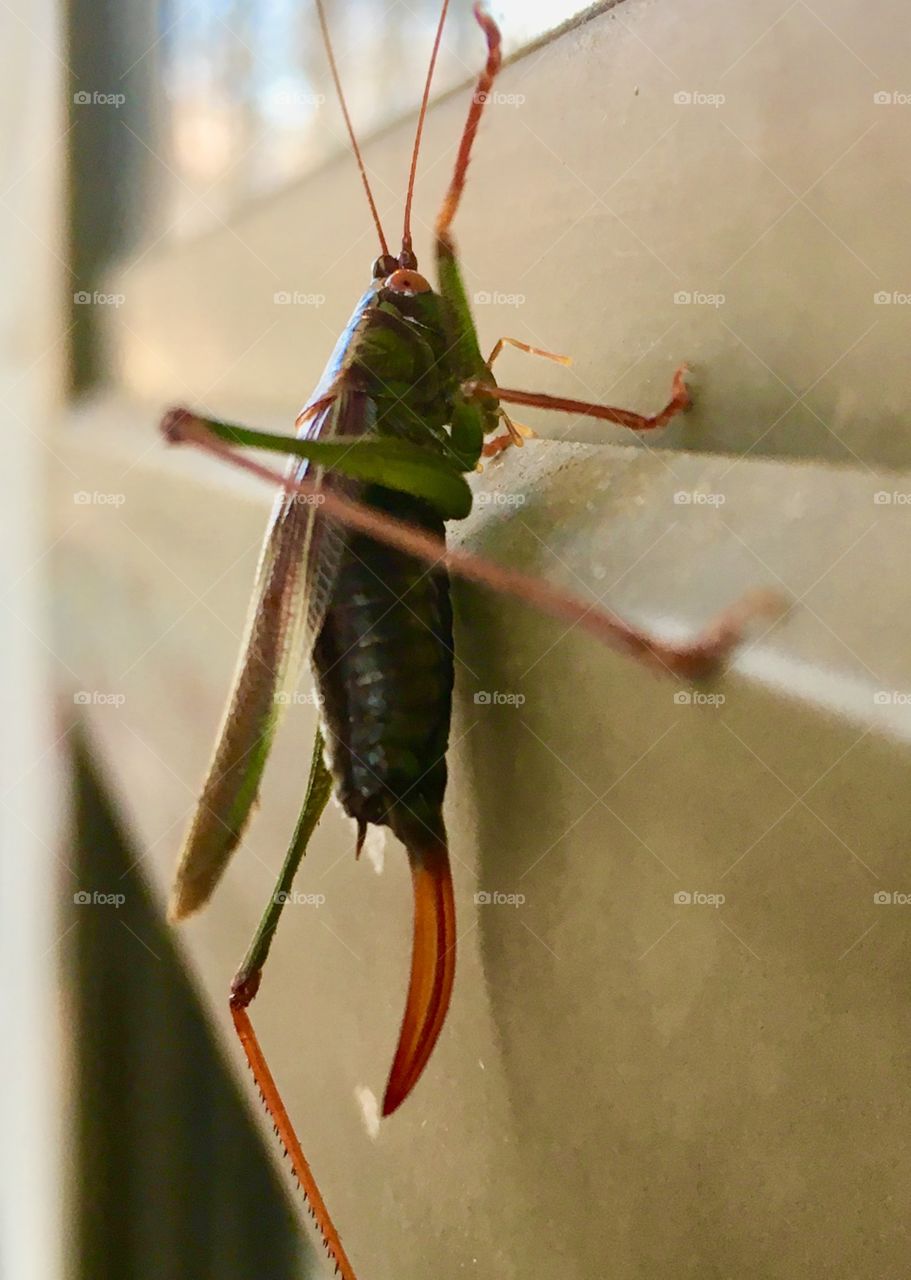 Another critter on our door...long winged conehead grasshopper 